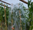 tunele do uprawniania warzyw